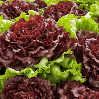 Lollo Rosso
